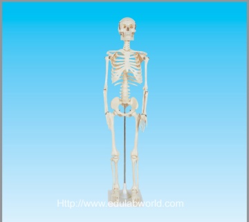 human skeleton model 85cm