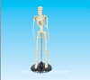 human skeleton model 42cm