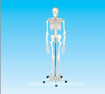 human skeleton model 170cm