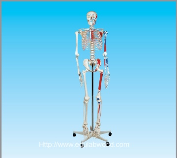 Human skeleton model