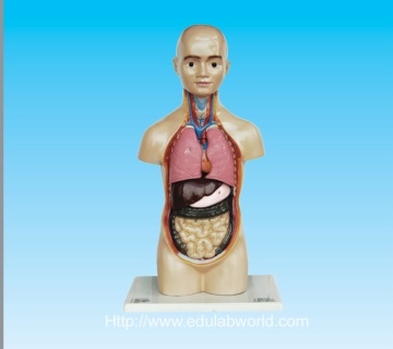 human torso model