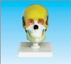 Human skull model