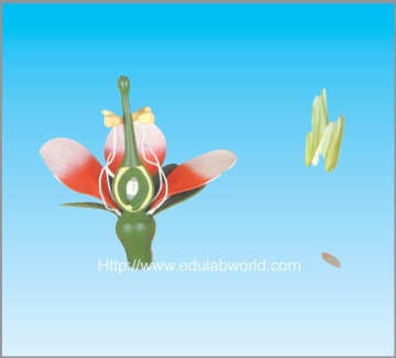 Dicot flower model