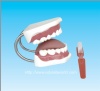 Dental Hygiene model