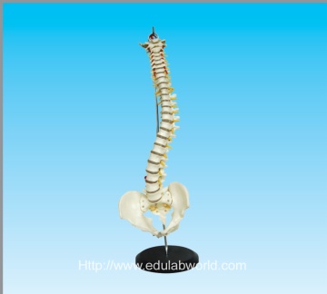 Human vertebral column and pelvis