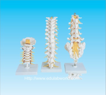 Human vertebral column