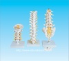 Human vertebral column