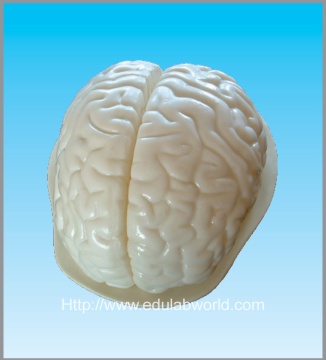 Human brain  model