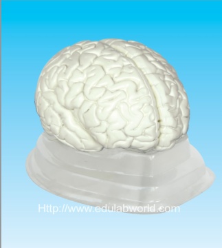 Human brain  model