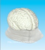 Human brain  model