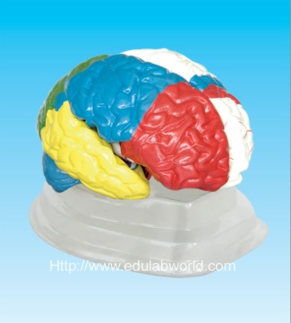 Human brain  model