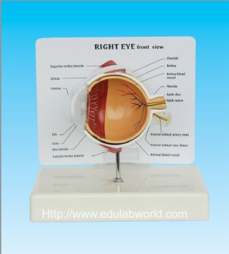Human eye model