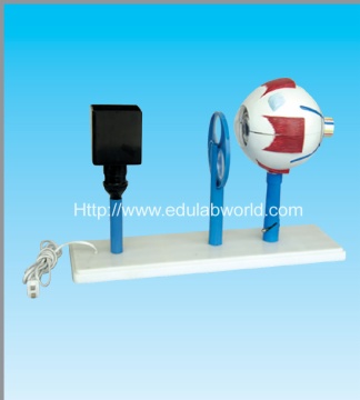 Human functional eye model