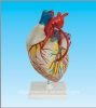 Human heart model