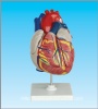 Human heart model