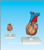 Human heart model