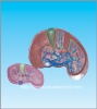 human liver model