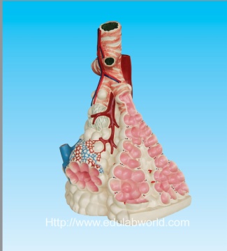 Human pulmonary alveoli model