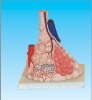 Human pulmonary alveoli model