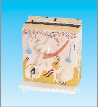 Human skin model