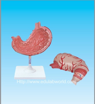 Human stomach model