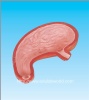Human stomach model