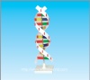 DNA structure model