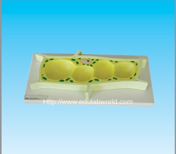 Plant cell model