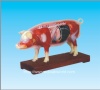 Pig acupuncture model