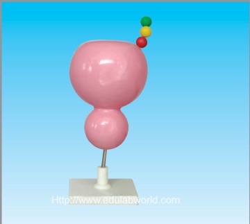 Ribosome model