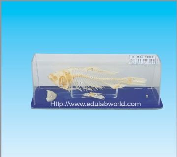 Fish skeleton