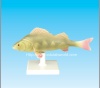 Fish model