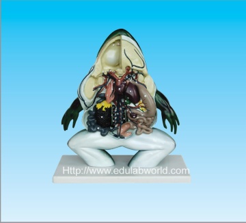 Frog dissected model