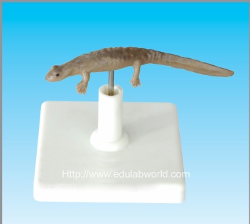Model of Northmost little fish
