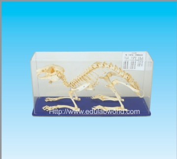 Rabbit skeleton