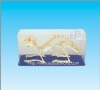 Rabbit skeleton
