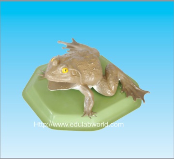 Toad model