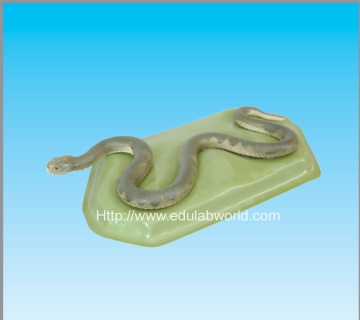 Snake model