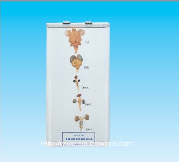 Brain of 5 kinds vertebrate