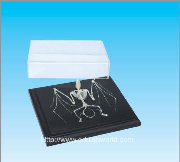 Bat skeleton