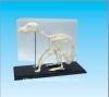 Cat skeleton
