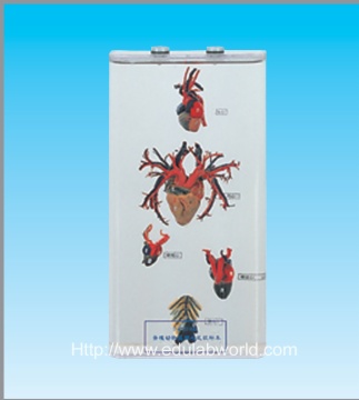 Heart of 5 kinds vertebrate