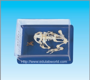 Frog skeleton