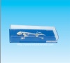 Lizard skeleton