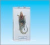 Lizard dissection