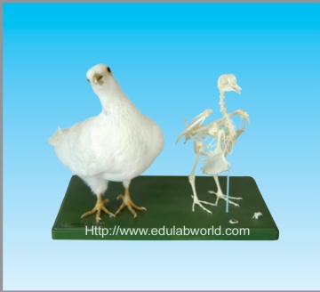 Stuffing specimen & skeleton of pigon