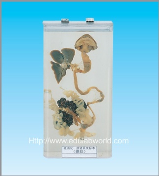 Frog digestive system