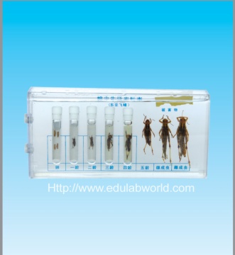 Locust life dissection