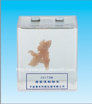 Jellyfish dissection