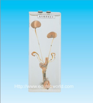 Rabbit reproductive system